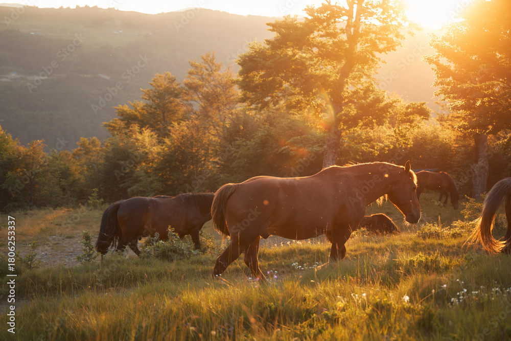 Obraz premium A small herd of brown horses stands in tall grass near trees as warm sunset light shines through branches.