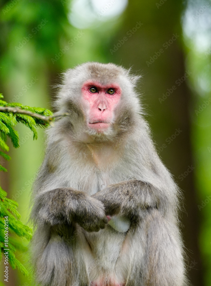 Naklejka premium Japanese macaque in its natural habitat. Macaca fuscata.