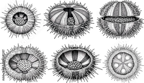 Vintage engraved sea urchin icon set featuring intricate shell patterns, spiked textures, and detailed internal roe illustration