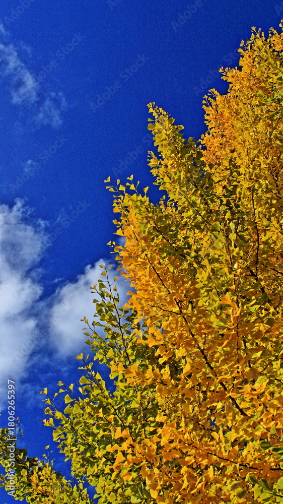 Fototapeta premium The autumn leaves during this season are beautiful