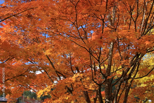 The autumn leaves during this season are beautiful