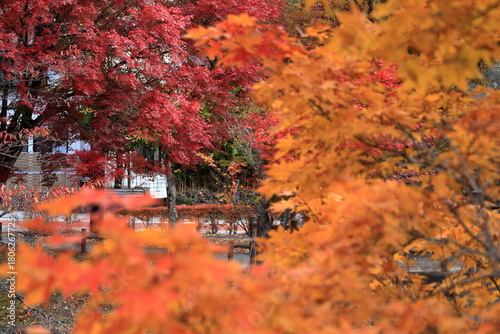 The autumn leaves during this season are beautiful