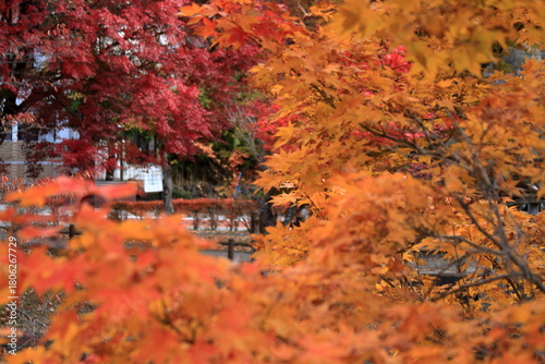 The autumn leaves during this season are beautiful
