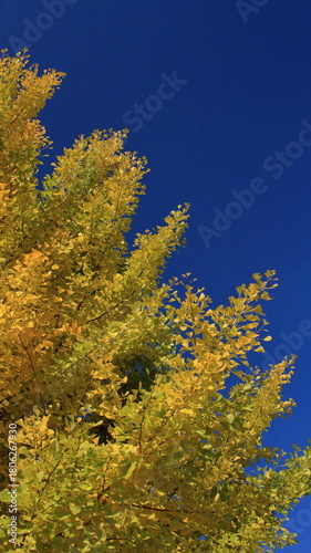 The autumn leaves during this season are beautiful