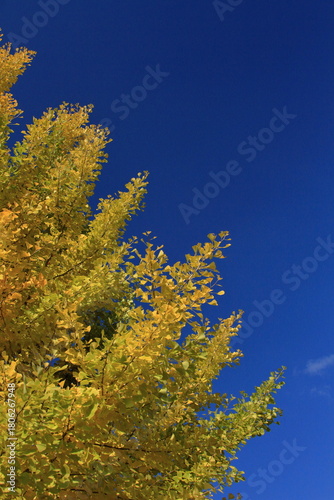 The autumn leaves during this season are beautiful