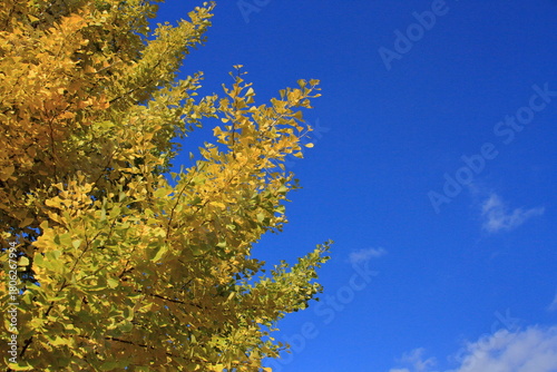 The autumn leaves during this season are beautiful