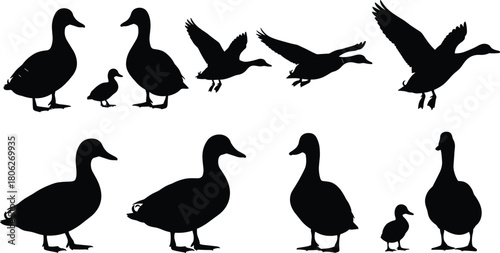 Collection of black duck silhouettes featuring flying birds standing waterfowl and cute ducklings isolated on white background for vector design.