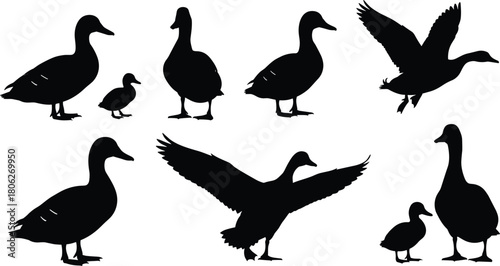 Collection of black duck silhouettes showing flying birds standing waterfowl and cute ducklings isolated on white background for nature design.