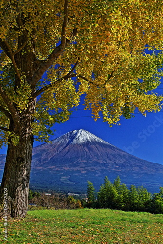 The autumn leaves during this season are beautiful
