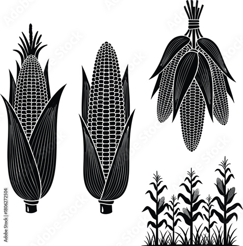 Corn and maize vector set with ears husks and cornfield agricultural plants