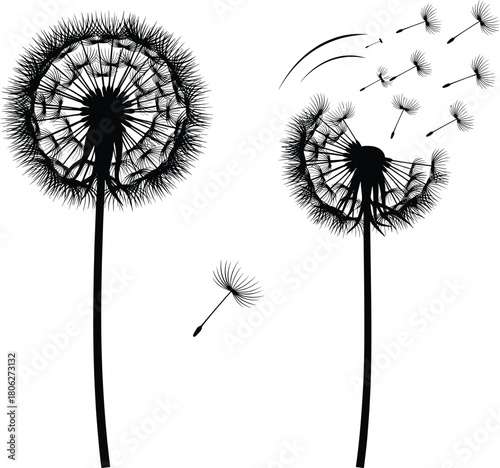 Dandelion silhouette with blowing seeds wind dispersal and wildflower set