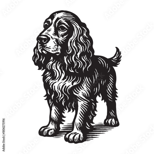 Detailed retro illustration of a furry Cocker Spaniel standing proudly. This classic black and white canine drawing uses a vintage engraving and woodcut technique for a timeless pet design