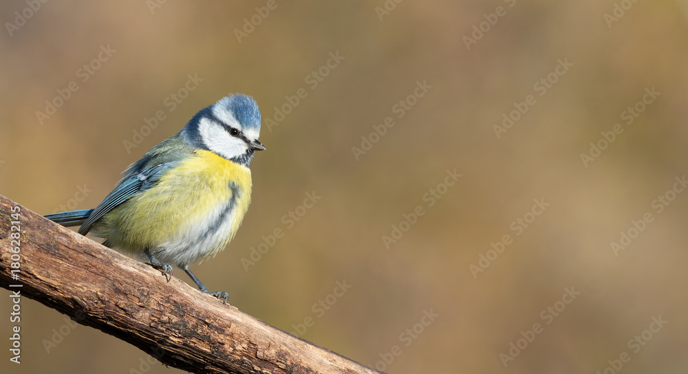 Fototapeta premium Eurasian blue tit, Cyanistes caeruleus. Bird on a branch, beautiful background, place for text