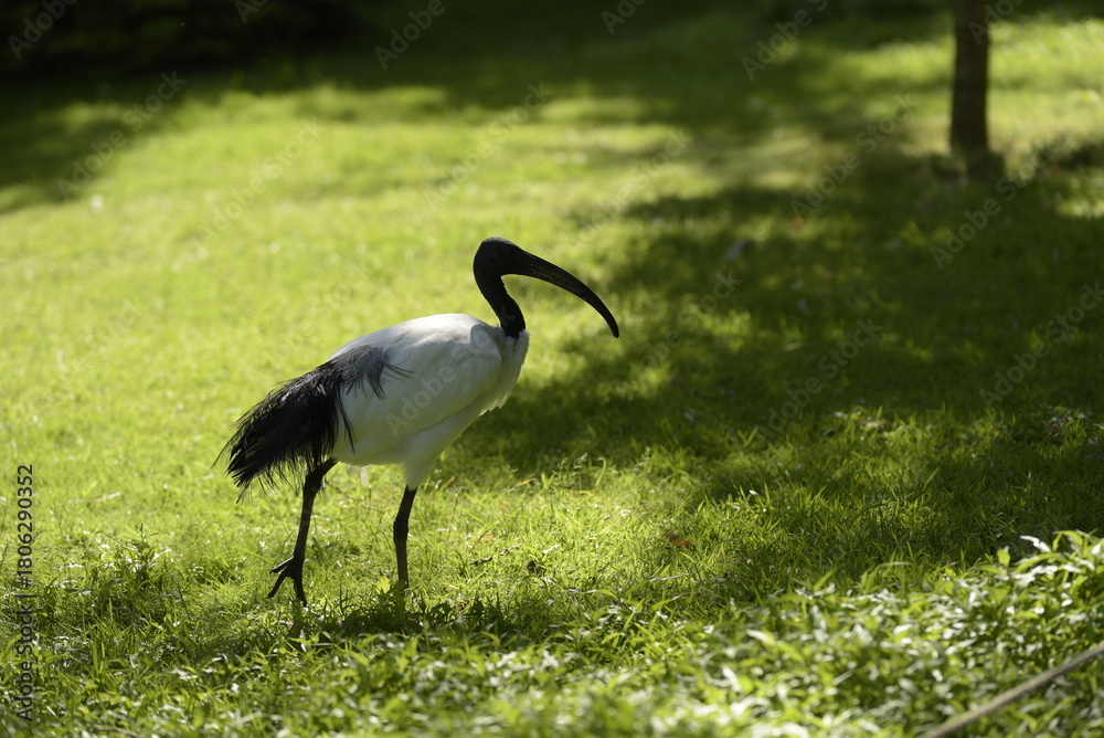 Fototapeta premium Ibis sacré