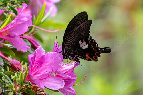 ツツジにとまるモンキアゲハ