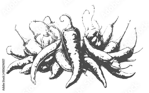 Vintage stipple illustration of various chili peppers for design print and poster 
