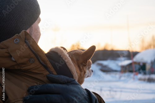 Red and white Chihuahua dog in man's hands watching the sunset with his dog's owner in winter