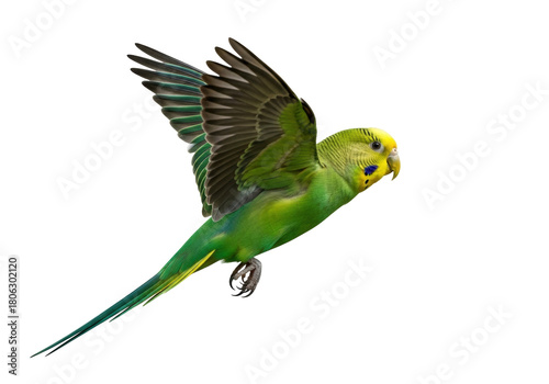 Foto Green and yellow budgerigar flying isolated PNG on transparent background, color