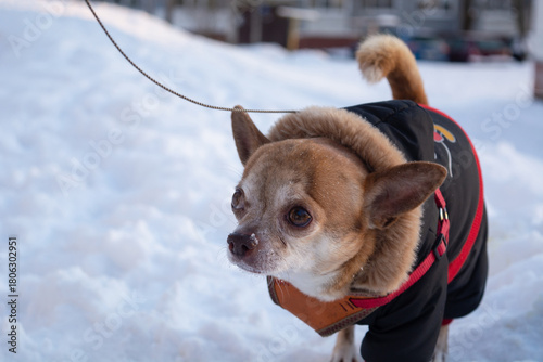 Red and white chihuahua dog on a winter walk in warm clothes