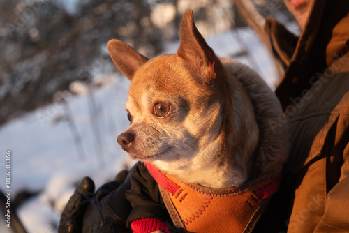 Red and white Chihuahua dog in man's hands watching the sunset with his dog's owner in winter
