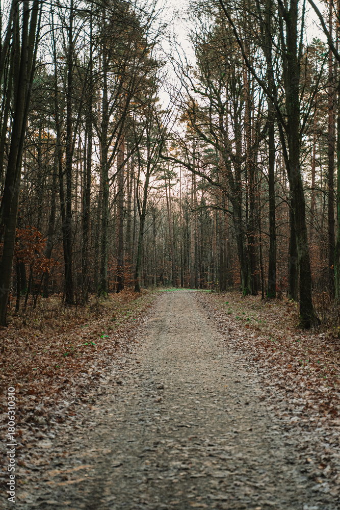 Fototapeta premium Scenic forest path during late autumn, covered with fallen leaves and surrounded by tall bare trees. Peaceful woodland landscape with soft natural light, perfect for themes of nature, relaxation, hiki