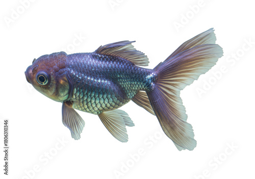Canvas Print Beautiful blue Oranda goldfish isolated on transparent background, fancy fish wi