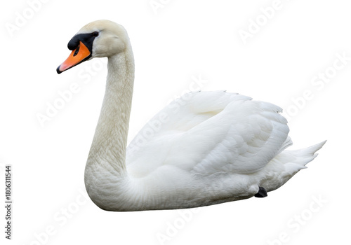Fototapeta Naklejka Na Ścianę i Meble -  Elegant mute swan isolated PNG, graceful bird with white feathers on transparent background for design and nature-themed projects