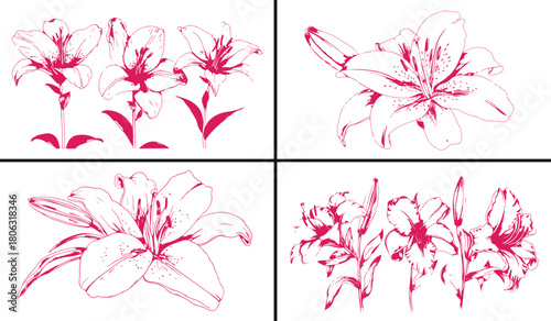 lily flower line art, floral sketch vector, elegant blossom illustration, botanical flower drawing, hand drawn floral clipart, pink lily outline design, spring bloom vector, nature floral artwork, dec