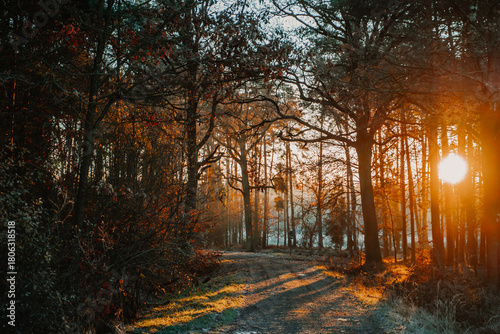 Sunset light shining through a forest path, illuminating trees and creating warm golden tones. Scenic woodland landscape with soft natural light, ideal for themes of nature, seasons, tranquility, outd