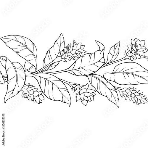 Turmeric Plant with Flowers and Leaves Outline Horizontal Seamless Pattern. Organic natural nutritional healthy food ingredient, vegetarian diet product. Vector isolated for design or decoration.