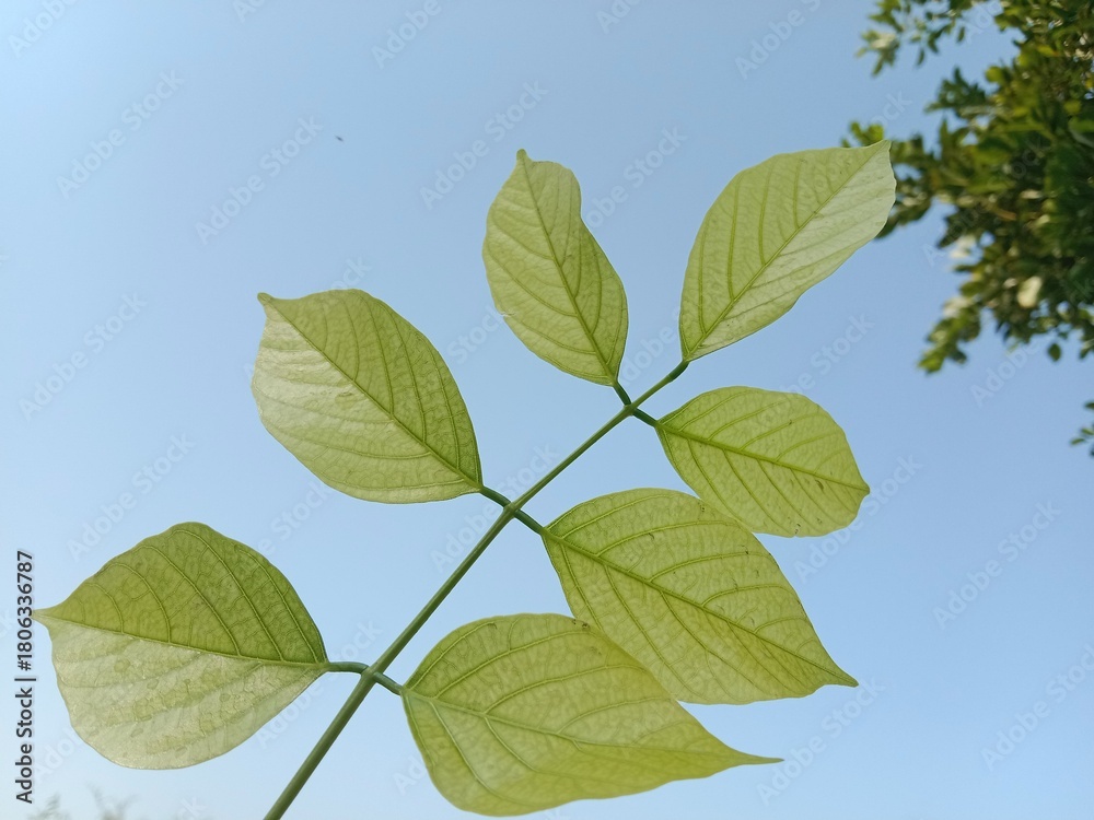 Fototapeta premium pongamia pinnata leaves pattern or Karanj tree leaf pattern or Pongame oiltree leaves pattern 