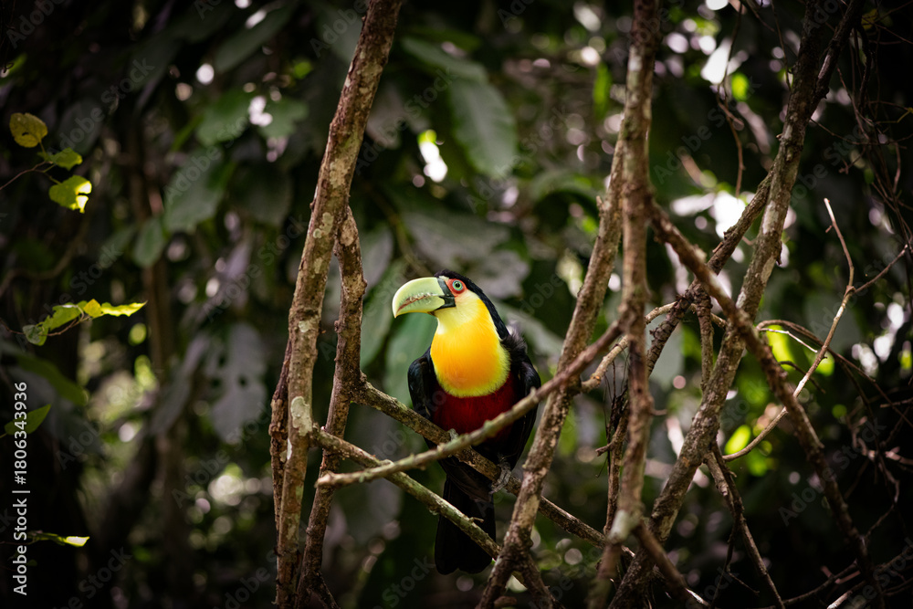 Naklejka premium Red-Breasted Toucan (Ramphastos dicolorus) Perched in Brazilian Forest