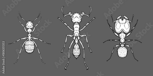 Hand-drawn ants in detailed ink style on dark background, entomology concept.