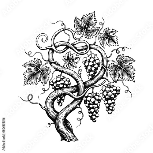 Elegant grapevine with curling tendrils, leaves and grape clusters in decorative style — grape vine, grape leaves, vineyard design, wine emblem, vine illustration