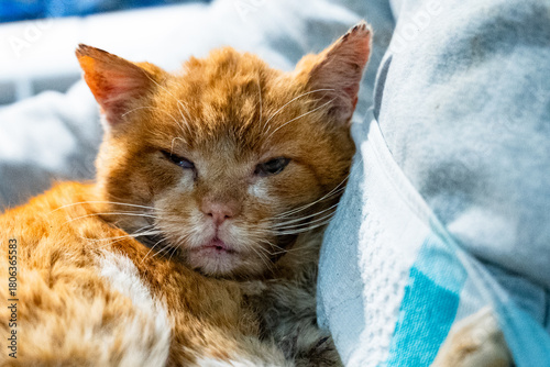Old ginger cat sleeping - close-up, cozy moment