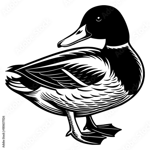 Cute Mallard Duck Cartoon Vector Illustration Isolated on White Background,