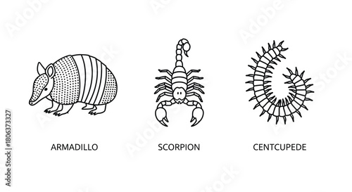 Line art illustration featuring an armadillo a scorpion and a centipede