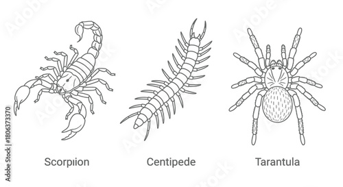 Detailed illustrations of a scorpion centipede and tarantula in black and white