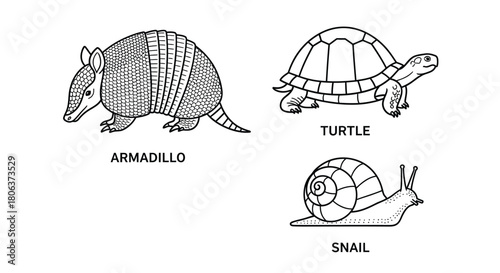 Detailed illustration of an armadillo turtle and snail in a simple style