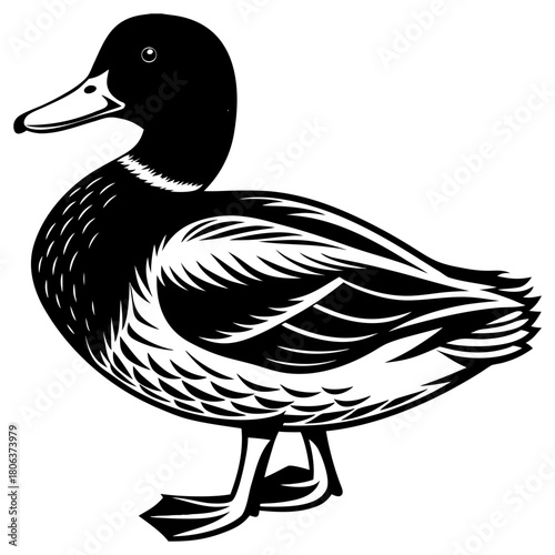 Cute Mallard Duck Cartoon Vector Illustration Isolated on White Background,