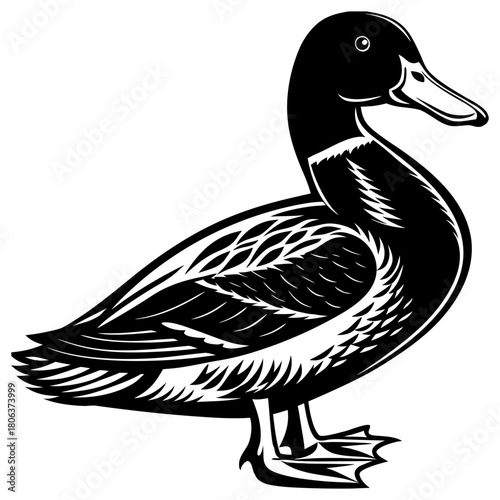 Cute Mallard Duck Cartoon Vector Illustration Isolated on White Background,