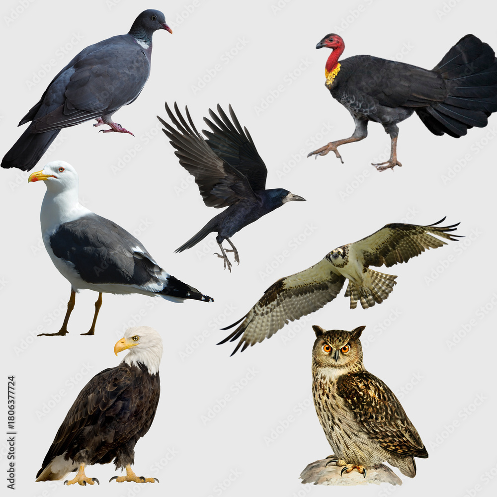 Fototapeta premium set of birds