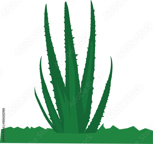 Illustration of an aloe vera plant, showcasing its spiky green leaves and medicinal properties, perfect for designs related to skincare, health, and natural remedies in a minimalist style