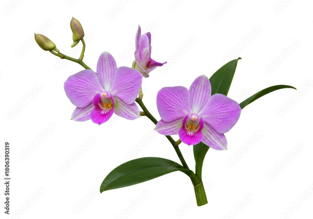 Obraz premium Isolated Phalaenopsis orchid stem with flowers and buds on plant, no background