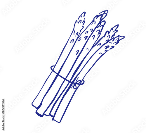 Asparagus vegetable hand drawn sketch. Doodle style icon. Vector isolated whimsical illustration.