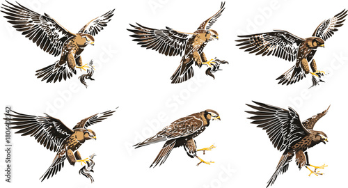 Falcon icon set, hunting bird of prey in flight and landing poses with brown feathers, yellow talons, wildlife, nature, vector grid