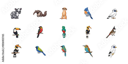 Collection of various bird species isolated on white background