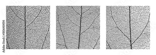 Leaf vein cell skeleton texture abstract background set with close up plant leaf cells structure pattern vector illustration. Macro leaf vein skeleton organic lattice natural foliage texture.