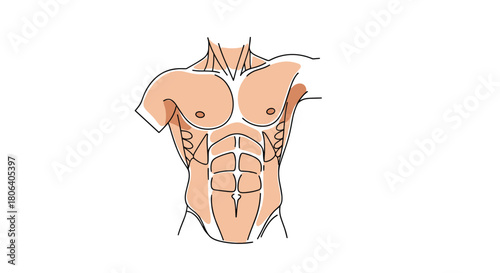 Detailed illustration of a fit male torso showcasing prominent abdominal and pectoral muscles, representing human anatomy, fitness, and strength.