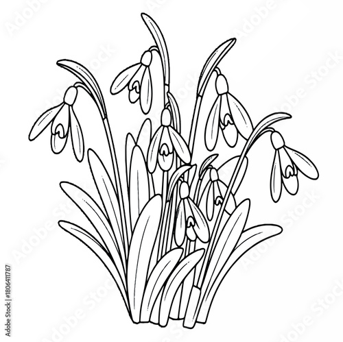 drawing, spring, floral, nature, illustration, flower, garden, vector, design, isolated, plant, white, blossom, graphic, snowdrop, decoration, bloom, outline, art, leaf, botany, flora, background, 